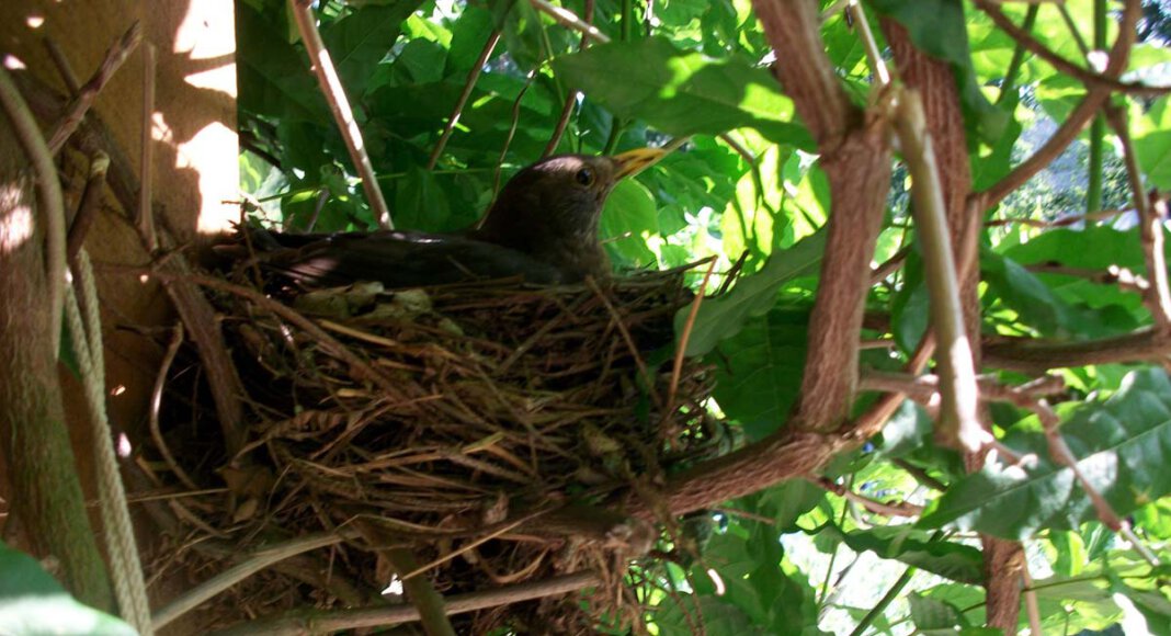Bald brüten wieder die heimischen Vögel. Für einen kräftigen Gehölzschnitt bleiben also nur noch wenige Tage Zeit. Foto: pixabay