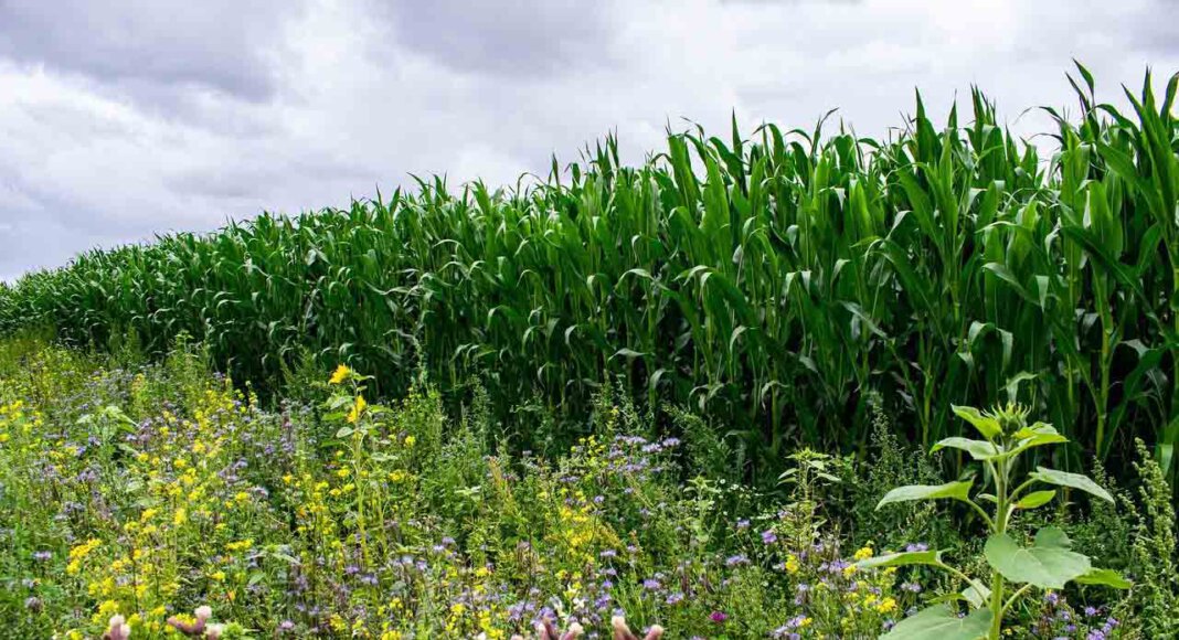 Die Idee: Bürger übernehmen die Patenschaft für eine Fläche, auf der ein Landwirt für fünf Jahre eine Insekten freundliche heimische Pflanzensaat ausbringt und den regelmäßigen Schnitt sowie die Abfuhr der Mahd sicherstellt.