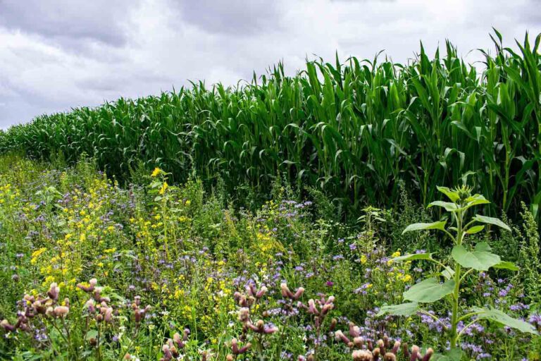 Die Idee: Bürger übernehmen die Patenschaft für eine Fläche, auf der ein Landwirt für fünf Jahre eine Insekten freundliche heimische Pflanzensaat ausbringt und den regelmäßigen Schnitt sowie die Abfuhr der Mahd sicherstellt.