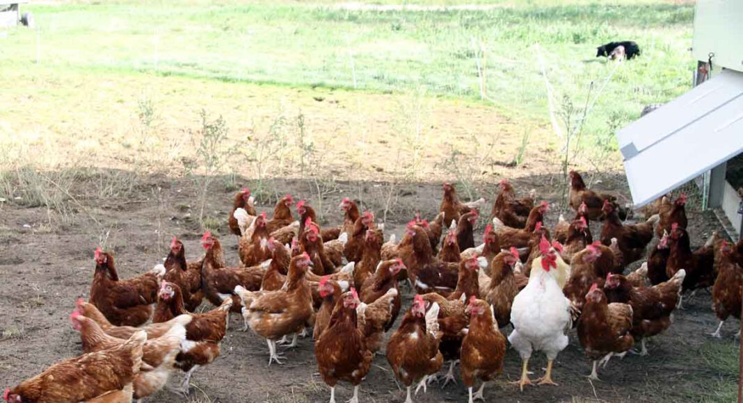 Die Geflügelfütterung sollte bei Freilandhaltung nur noch in einem geschützten Bereich erfolgen, rät die Veterinärbehörde. Foto: Wagner