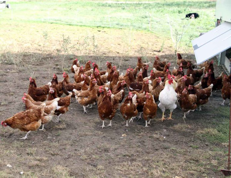 Die Geflügelfütterung sollte bei Freilandhaltung nur noch in einem geschützten Bereich erfolgen, rät die Veterinärbehörde. Foto: Wagner