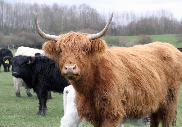 Die schottischen Rinder sind liebenswerte und zutrauliche Tiere. Züchter Konrad Linnemann aus Werne hält eine Herde in den Lippeauen in Lünen-Alstedde. Foto: Wagner