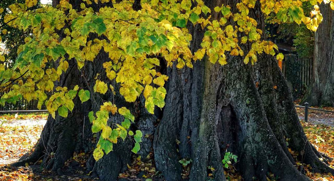 Die Linden an der August-Macke-Straße bleiben vorerst stehen. Ein Antrag von Anwohnern auf Fällung wurde im Ausschuss abgelehnt. Symbolfoto: pixabay