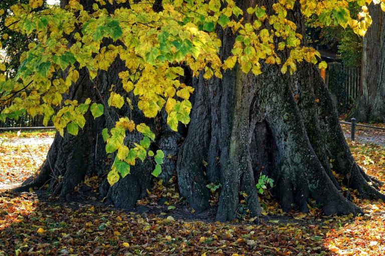 Die Linden an der August-Macke-Straße bleiben vorerst stehen. Ein Antrag von Anwohnern auf Fällung wurde im Ausschuss abgelehnt. Symbolfoto: pixabay