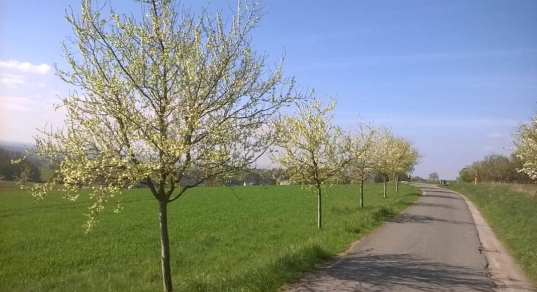 Das Ziel: blühende Obstbaumwiesen im Frühjahr. Foto: Kreis Unna