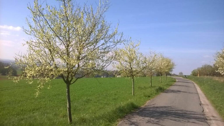 Das Ziel: blühende Obstbaumwiesen im Frühjahr. Foto: Kreis Unna