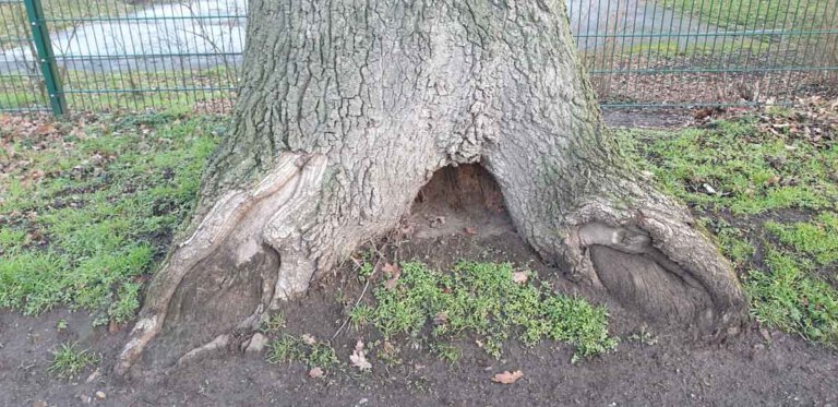 Die Eiche an der Verbandstraße weist starke Höhlungen und Morschungen im Stamminneren sowie Pilzbefall auf und muss deshalb gefällt werden. Foto: Stadt Lünen