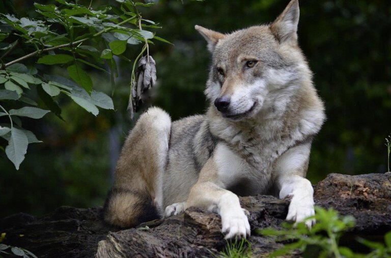 Ein Wolf ist auf Werner Stadtgebiet in eine Fotofalle getappt. Symbolfoto: pixabay