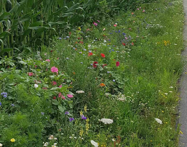Mehr Blühwiesen, wie diese in Herbern, sollen in der Gemeinde Ascheberg entstehen, wünschen sich die Freien Wähler. Foto: Gaby Brüggemann