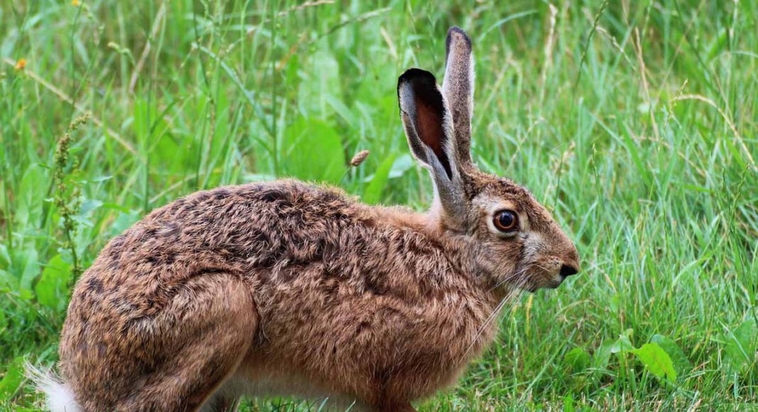 Zwei Fälle der Hasenpest sind in Werne aufgetreten. Die Kreisveterinärbehörde warnt davor, tote Tiere zu berühren. Symbolfoto: pixabay