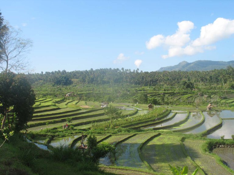 Auf einer Reisplantage, wie hier auf Bali, wird unter schweren Bedingungen angebaut. Foto: Börste