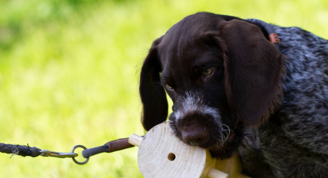 Der Deutsch Drahthaar- Welpe „Branco“ von Herrchen Klaus Jürgen Buse wird spielerisch auf die Ausbildung zum Jagdhund vorbereitet. Foto: Isabel Schütte