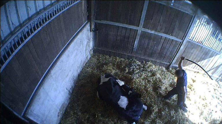 Ein Betrieb in Werne ist nach Ausstrahlung eines Berichts des ARD-Magazins Fakt offensichtlich in den Mittelpunkt staatsanwaltlicher Ermittlungen in Sachen Tierquälerei gerückt. Foto: Soko Tierschutz