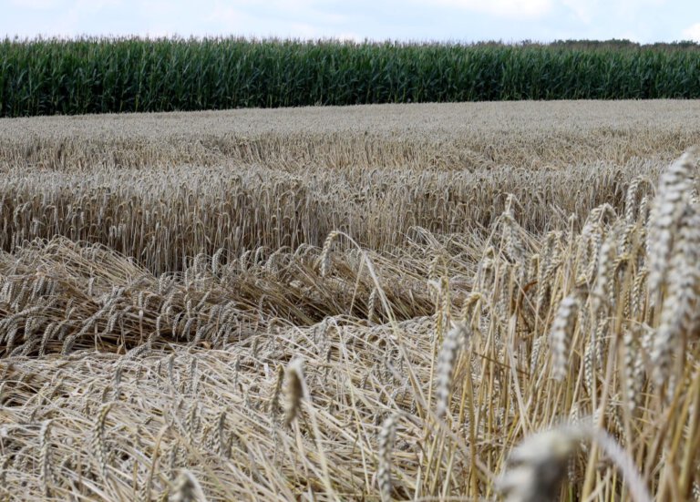 Ernte-Bilanz der Landwirte hat in diesem Jahr viel Luft nach oben