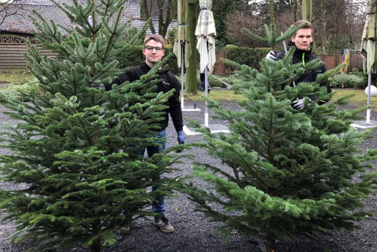 Weihnachtsbäume gibt es in diesem Jahr auch wieder bei der Kolping-Jugend. Foto: Benno Jäger
