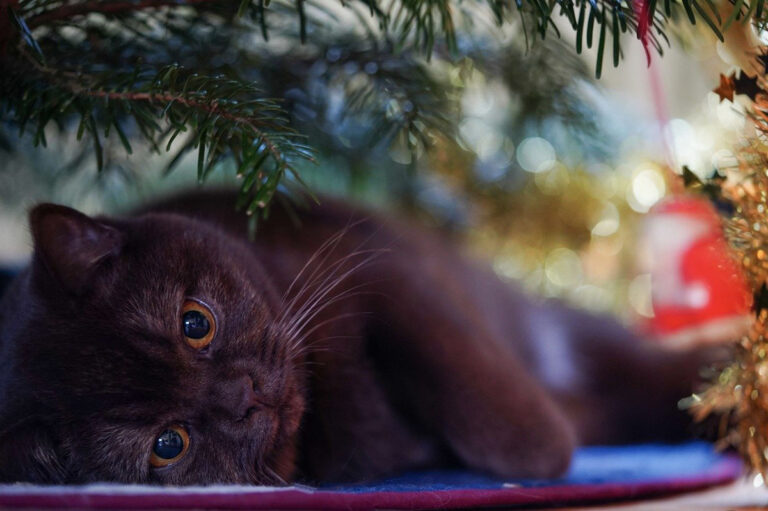 Haustiere als Geschenk unter dem Weihnachtsbaum sind meistens keine gute Idee. Symbolbild: pixabay