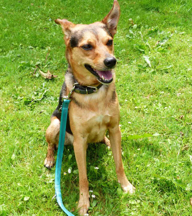 Der fünfjährige Mischling Maxi sucht ein Zuhause. Foto: Tierheim Kreis Unna