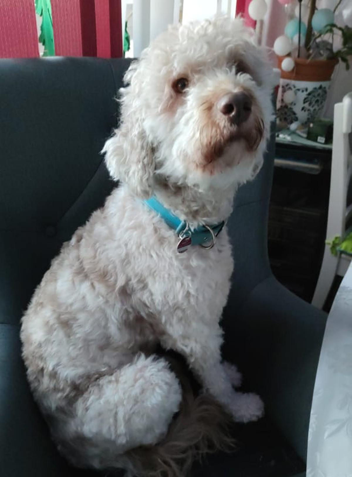 Wer hat Fine gesehen? Die fünf Jahre alte Hundedame wird seit drei Tagen vermisst. Foto: Privat