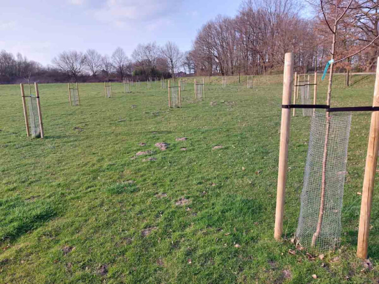 Zum Thema Baumersatzpflanzungen wartet man im Umweltausschuss schon geraume Zeit auf eine neues Konzept für Bäume im Stadtgebiet. Foto: Wagner