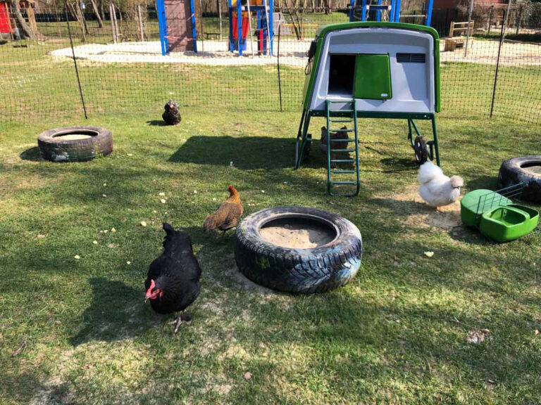 In der Kita Lütkeheide begeisterte eine gefiederte Projektwoche mit sieben Hennen Kinder und Erziehungskräfte. Foto: Privat