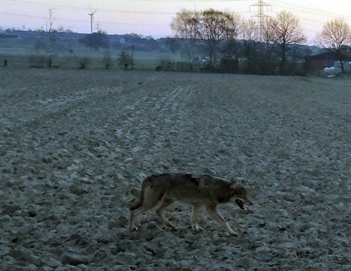 Der Wolf wurde nicht nur in Stockum und Horst gesichtet, sondern später auch in Mersch. Foto: Privat