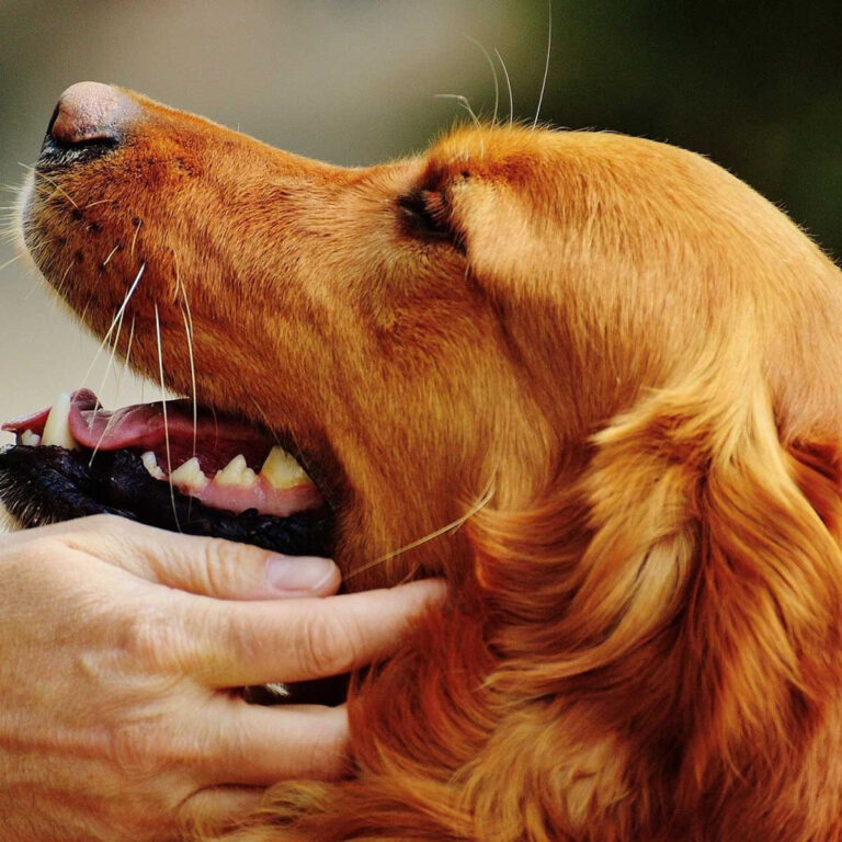 Die VHS Werne lädt zu einer Podiumsdiskussion rund um das Thema Tierliebe ein. Symbolbild: pixabay