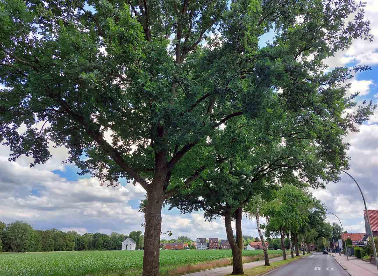 Im Ausschuss für Umweltschutz, Mobilität und Klimaschutz hatten die Lücken im Baumbestand wiederholt zu hartnäckigen Nachfragen der Politik und zur Forderung nach einem Pflanzkonzept geführt. Foto: Wagner