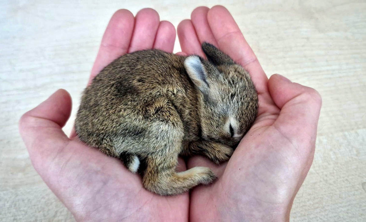 Das Kaninchenbaby wurde gerettet und befindet sich in der Obhut einer Tierfreundin. Foto: Polizei Unna