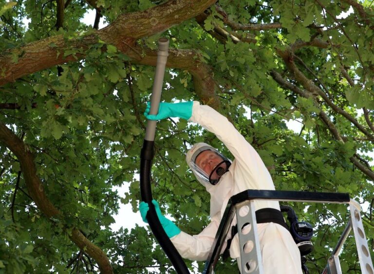 Vorbeugung hilft gegen die Raupen mit den Brennhaaren