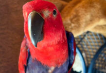 Wachsamer Vogel Foto: Polizei Unna