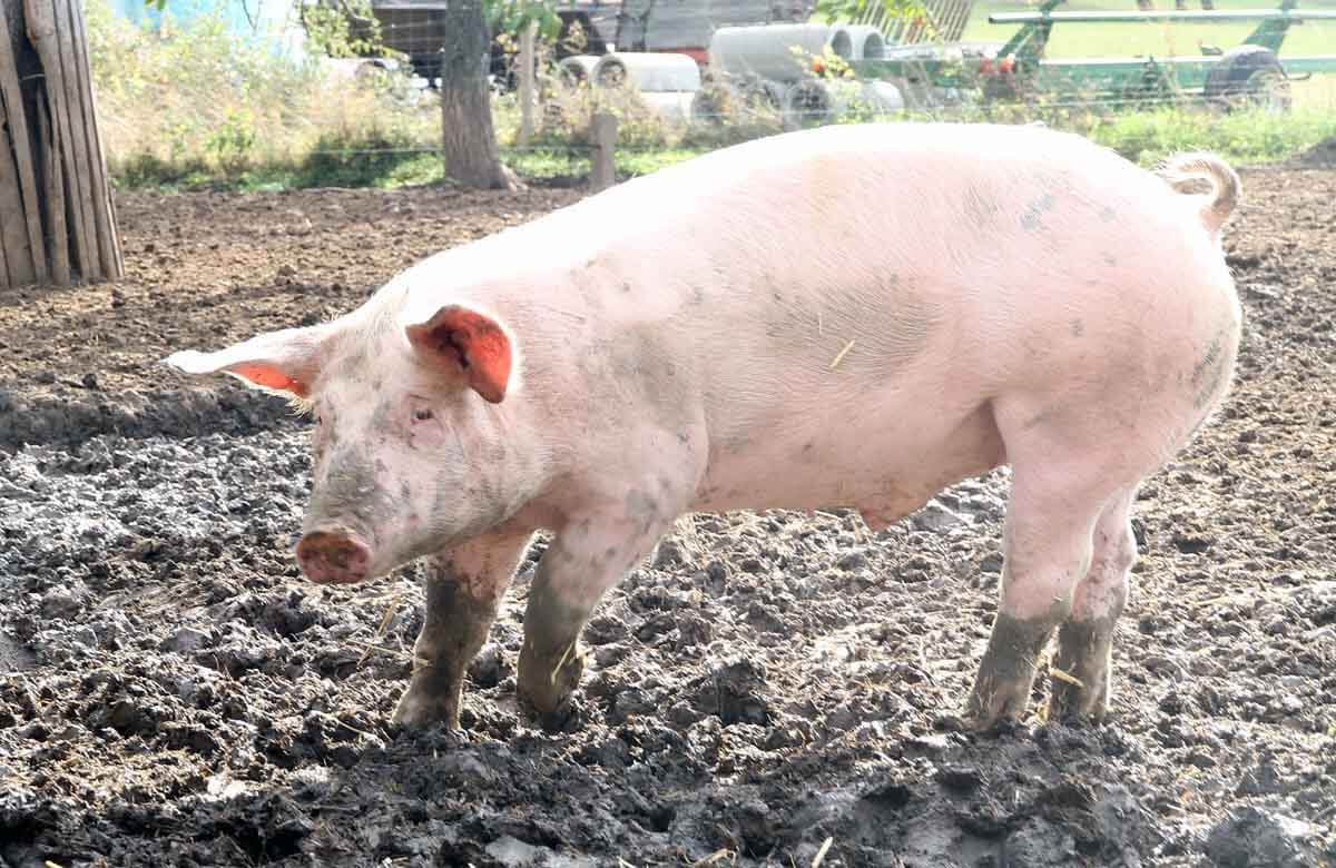 Die Landwirte sind seit Jahren gehalten, für ihre Betriebe Sicherheitsmaßnahmen gegen die ASP zu ergreifen. Symbolbild: Wagner