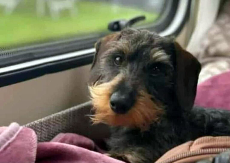 Wer hat Alfi gesehen? Der Rauhaardackel ist in Südkirchen entlaufen, könnte in dem Waldstück aber auch schon an der Grenze zu Werne sein. Foto: privat