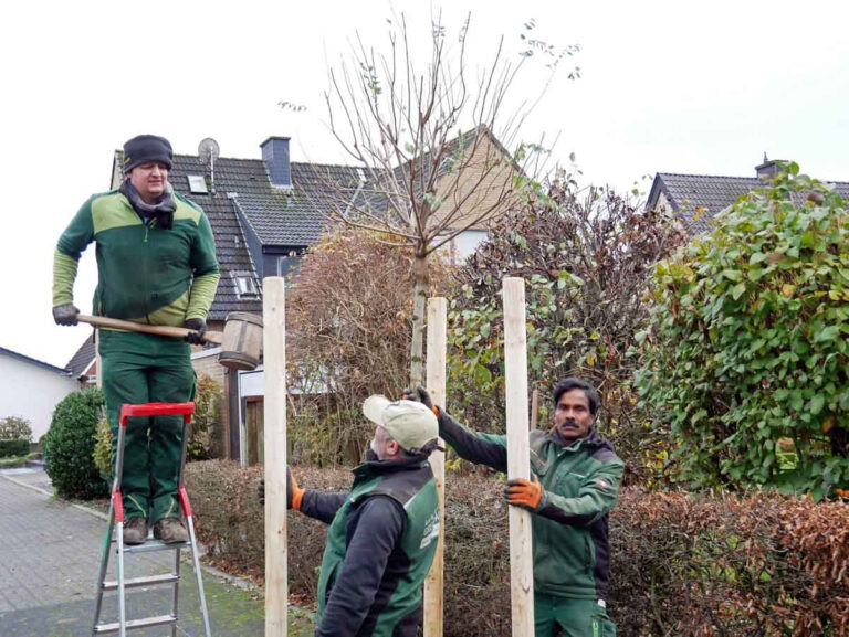 Am Donnerstag waren Mitarbeiter der Firma Grunewald dabei, im Bereich Schombergerweg (Foto) und Butenlandwehr neue Straßenbäume zu pflanzen. Foto: Gaby Brüggemann