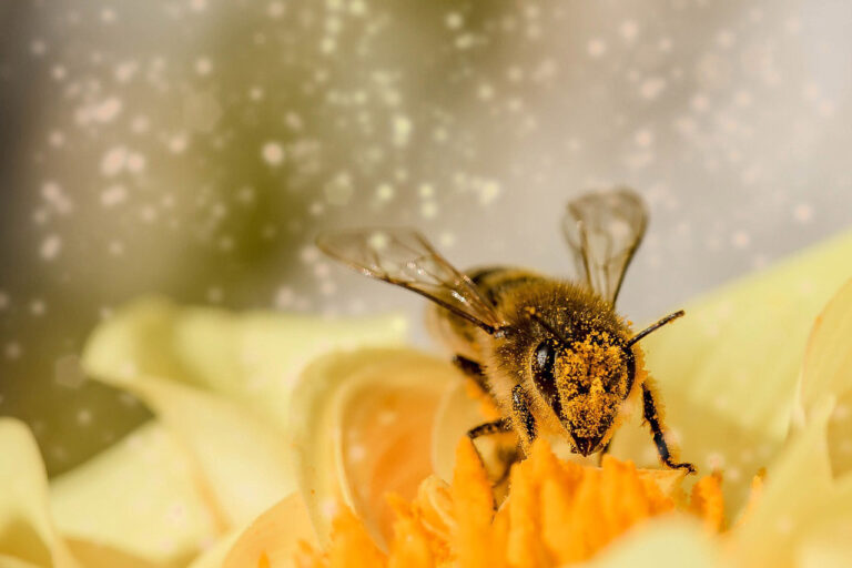 In der Ökologiestation dreht sich an einem Tag im Februar alles um Bienen. Symbolbild: pixabay