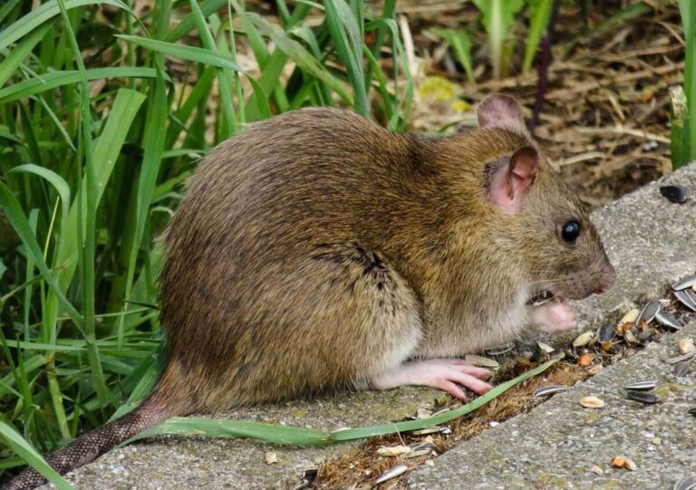 Im Gewerbegebiet Wahrbrink und an anderen Stellen in Werne gibt es Probleme mit Ratten. Symbolbild: pixabay