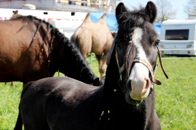 Circus aus Hagen legt ausführlichen Stopp in der Lippestadt ein