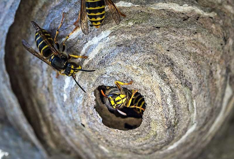 Bitte keine "chemische Keule" gegen Wespen., empfiehlt die Untere Naturschutzbehörde des Kreises Unna. Bei einer notwendigen Entfernung von Nestern helfen Profis. Foto: Pixabay