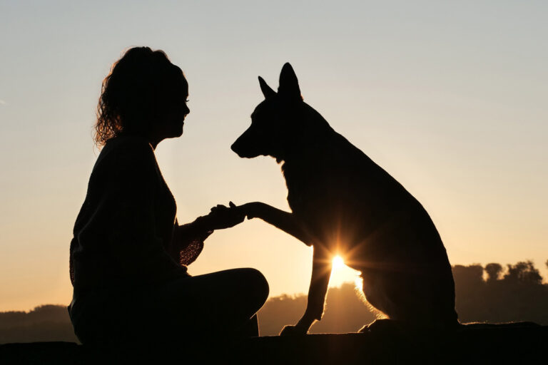 Die Tiertafel Werne wird fünf Jahre alt und lädt zum Sommerfest ein. Symbolbild: pixabay