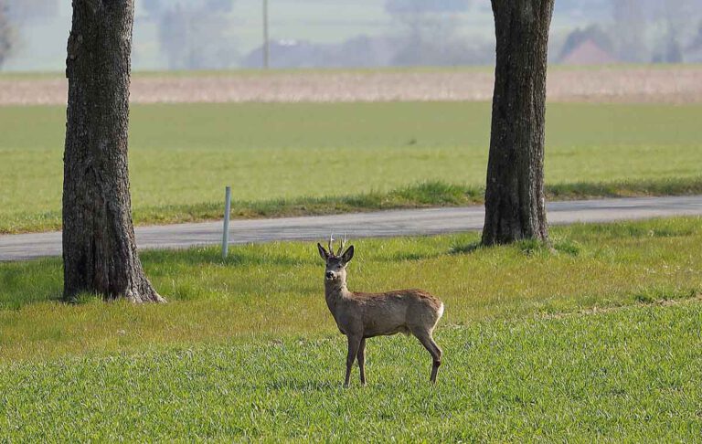 Die Gefahr für Wildunfälle steigt im Herbst. Symbolbild: pixabay