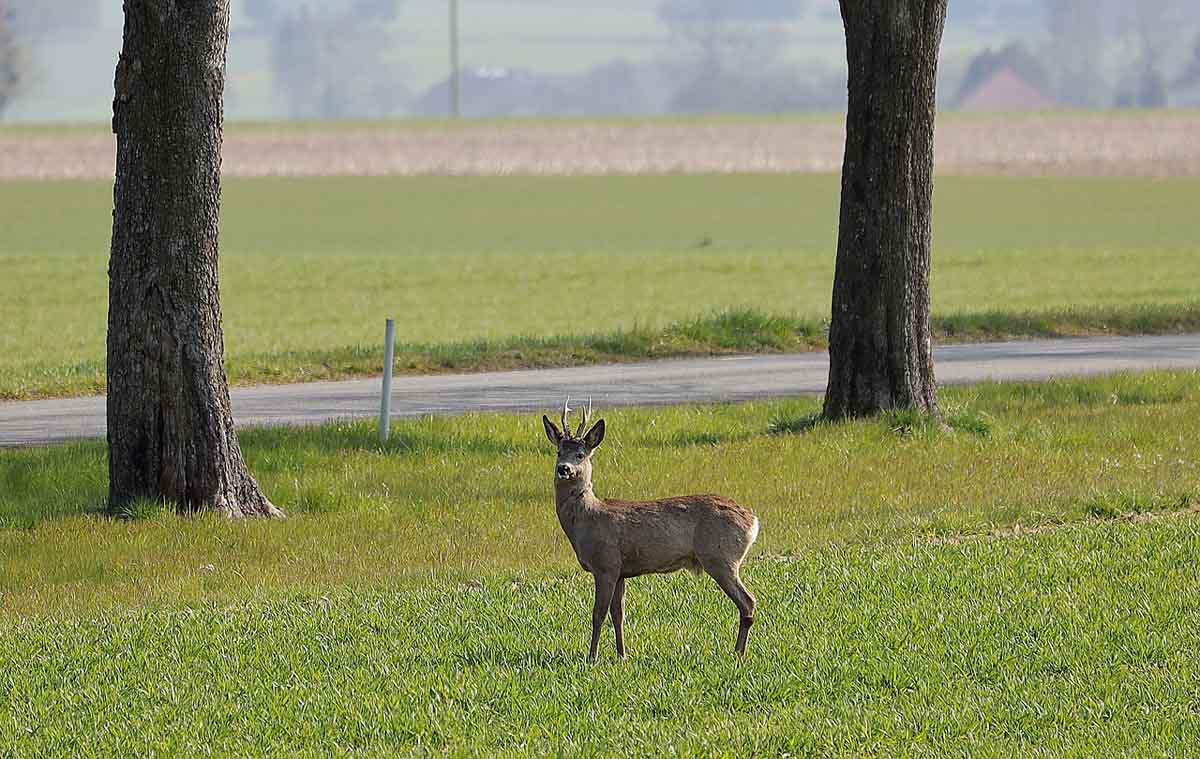 Die Gefahr für Wildunfälle steigt im Herbst. Symbolbild: pixabay