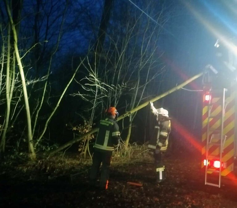 Der Baum drohte auf die Straße zu stürzen. Feuerwehrleute aus Langern beseitigten ihn mit der Kettensäge. Foto: FFW