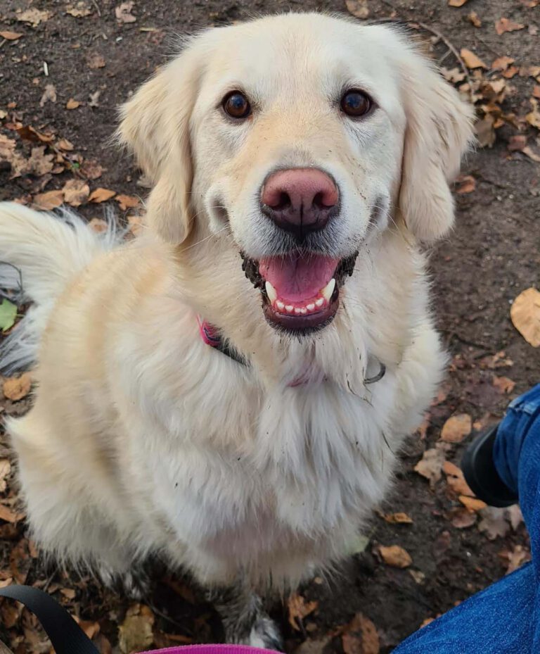 Die VHS Werne widmet sich nun mit drei Kursen auch der Hunde-Erziehung. Foto: Wagner