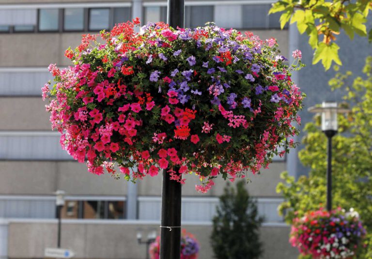 Dank der Aktion "Werne blüht auf" schmücken wieder zahlreiche Blumenampeln die Stadt. Archivfoto: Volkmer
