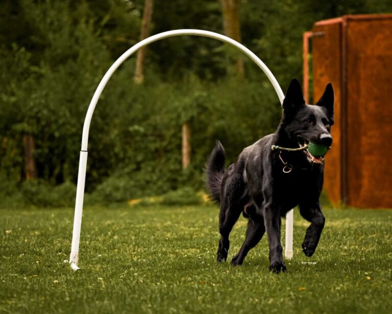 Spiel und Spaß für Hund und Mensch stehen bei den Trainingseinheiten der verschiedenen Hundesportarten immer im Vordergrund. Foto:Lisa Rohde