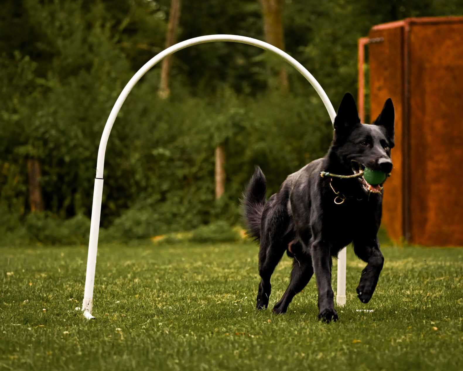 Spiel und Spaß für Hund und Mensch stehen bei den Trainingseinheiten der verschiedenen Hundesportarten immer im Vordergrund. Foto:Lisa Rohde
