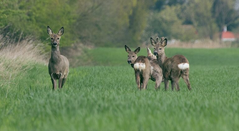 Wildtiere und besonders häufig Rehe kreuzen auf der Suche nach Nahrung oftmals Straßen - auch im Kreis Unna - die mehr oder weniger stark befahren sind. Symbolbild: pixabay
