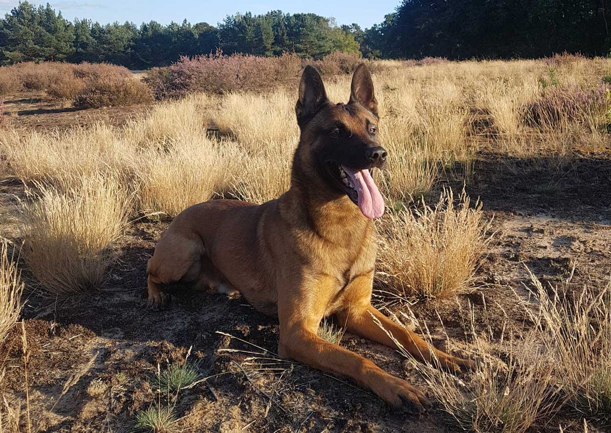Personenspürhund 