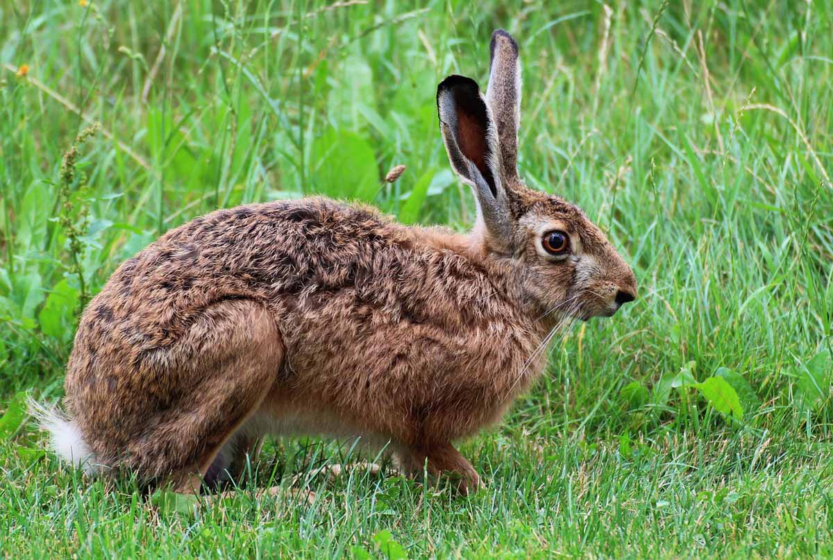 Fälle der Hasenpest sind in Werne aufgetreten. Der Hegering warnt davor, tote Tiere zu berühren. Symbolfoto: pixabay