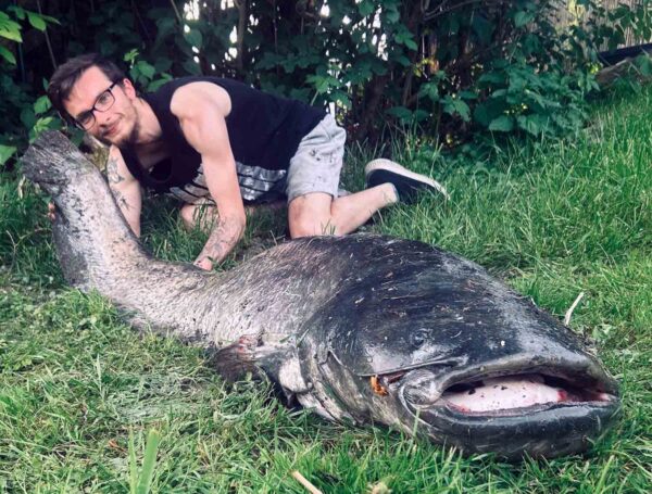 Nach der Vermessung war klar: Mit 1,80 Metern ist der Wels Julian Moschkaus größter Fang in der Lippe. Fotos: privat