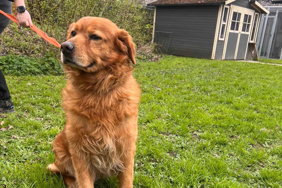 Primus sucht ein neues Zuhause. Foto: Tierheim Unna